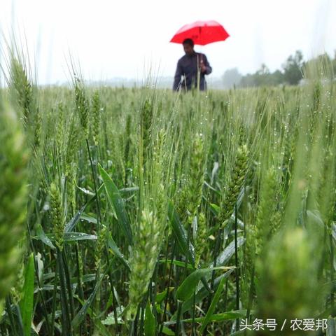 雨中挑战，科学管理与智慧应对策略在小麦收获季的实践